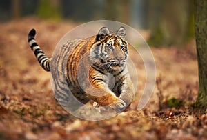 Amur tiger running in the forest. Siberian tiger, Panthera tigris altaica