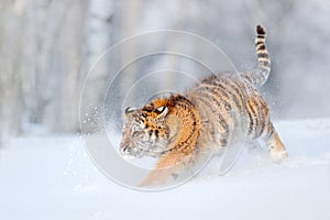 Amur tiger running in the snow. Action wildlife scene, danger animal. Cold winter, taiga, Russia. Snowflake with beautiful Siberia