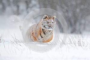 Amur tiger running in the snow. Action wildlife scene with danger animal. Cold winter in tajga, Russia. Snowflake with beautiful S photo