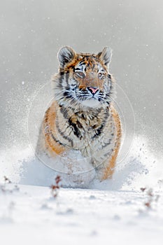 Amur tiger running in the snow. Action wildlife scene with danger animal. Cold winter in tajga, Russia. Snowflake with beautiful S photo