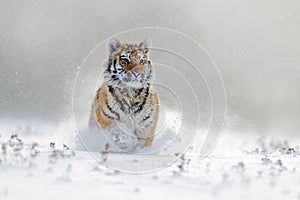 Amur tiger running in the snow. Tiger in wild winter nature. Action wildlife scene with danger animal. Cold winter in tajga, Russi