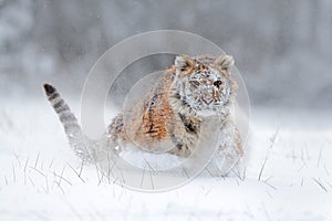 Amur tiger running in the snow. Tiger in wild winter nature. Action wildlife scene with danger animal. Cold winter in tajga, Russi photo