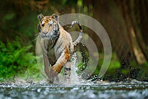 Amur tiger running in water. Danger animal, tajga, Russia. Animal in forest stream. Grey Stone, river droplet. Siberian tiger spla