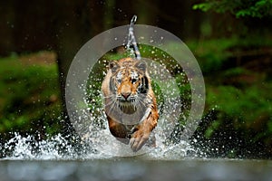 Amur tiger playing in the water, Siberia. Dangerous animal, tajga, Russia. Animal in green forest stream. Siberian tiger splashing photo