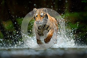 Amur tiger playing in the water, Siberia. Dangerous animal, tajga, Russia. Animal in green forest stream. Siberian tiger splashing photo