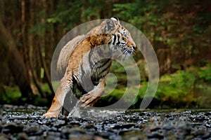 Amur tiger running in the water, Siberia. Dangerous animal, tajga, Russia. Animal in green forest stream. Siberian tiger splashing photo