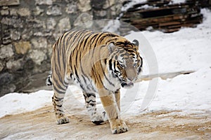 Amur tiger, or Siberian tiger.