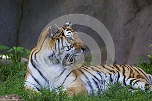 Amur Tiger   845721