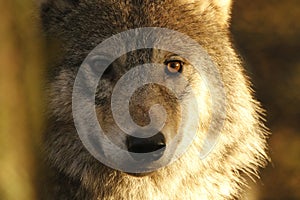 European, timber wolf portraits photo