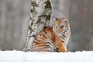 Amur tiger sitting in snow. Tiger in wild winter nature. Action wildlife scene with danger animal. Cold winter in tajga. Snowflake