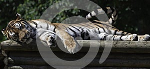Amur tiger - sleeping on some logs