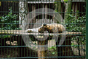 Amur Tiger sleeps in an animal enclosure