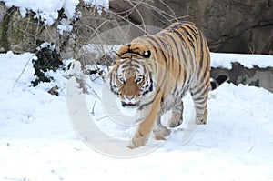 Amur tiger in snow 2013