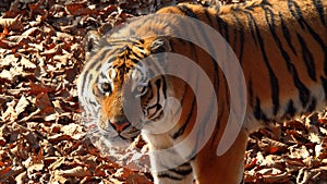 Amur tiger stares at someone and licks its lips. Primorsky Safari park, Russia