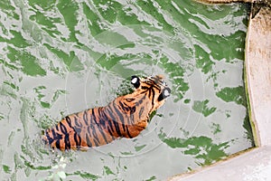 Amur tiger swimming in the pool. Portrait of a swimming Siberian Tiger in the safari park.