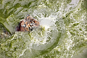 Amur tiger swimming in the pool. Portrait of a swimming Siberian Tiger in the safari park.