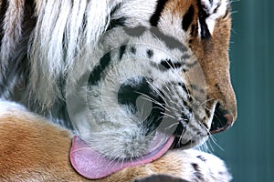 Amur tiger tongue lick his front paw