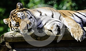 Amur tiger in a tree