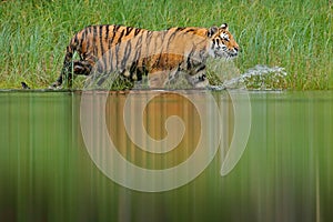 Amur tiger walking in lake water. Danger animal, tajga, Russia. Animal in green forest stream. Green grass, river droplet. Siberia photo