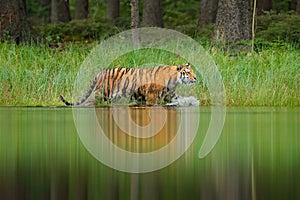 Amur tiger walking in lake water. Danger animal, tajga, Russia. Animal in green forest stream. Grey stone, river droplet. Siberian photo