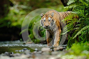 Amur tiger walking in river water. Danger animal, tajga, Russia. Animal in green forest stream. Grey stone, river droplet. Siberia