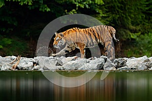 Amur tiger walking in river water. Danger animal, tajga, Russia. Animal in green forest stream. Grey stone, river droplet. Siberia