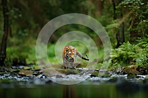 Amur tiger walking in river water. Danger animal, tajga, Russia. Animal in green forest stream. Grey stone, river droplet. Siberia