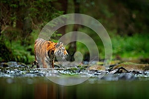 Amur tiger walking in river water. Danger animal, tajga, Russia. Animal in green forest stream. Grey stone, river droplet. Siberia