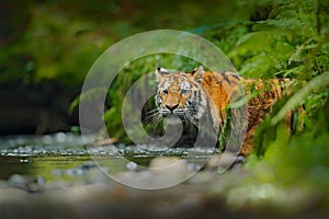 Amur tiger walking in river water. Danger animal, tajga, Russia. Animal in green forest stream. Grey stone, river droplet. Siberia photo