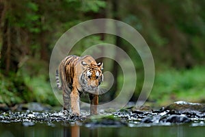 Amur tiger walking in river water. Danger animal, tajga, Russia. Animal in green forest stream. Grey stone, river droplet. Siberia