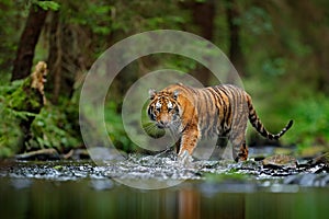 Amur tiger walking in river water. Danger animal, tajga, Russia. Animal in green forest stream. Grey stone, river droplet. Siberia photo