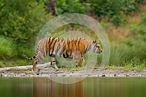 Amur tiger walking in river water. Danger animal, tajga, Russia. Animal in green forest stream. Grey stone, river droplet. Siberia