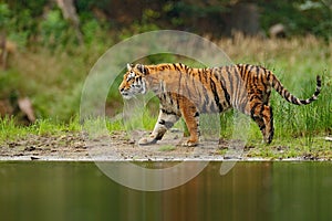 Amur tiger walking in river water. Danger animal, tajga, Russia. Animal in green forest stream. Grey stone, river droplet. Siberia photo