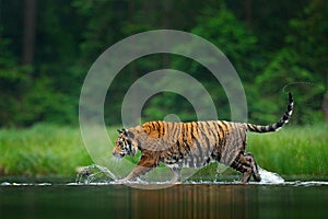 Amur tiger walking in the water. Dangerous animal, tajga, Russia. Animal in green forest stream. Grey stone, river droplet. Siberi photo