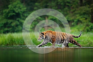 Amur tiger walking in the water. Dangerous animal, tajga, Russia. Animal in green forest stream. Grey stone, river droplet. photo