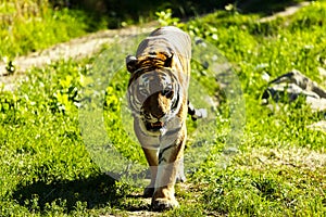 Amur tiger  in the wild.