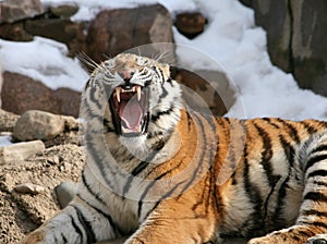 Amur Tiger