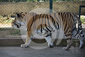 Amur Tigers