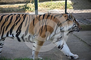 Amur Tigers