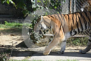 Amur Tigers photo