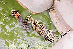 Amur tigers swimming in the pool. Portrait of a playing Amur tigers, also known as the Siberian tigers, in the safari