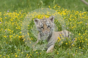 Amur (Siberian) tiger kitten laying in yellow and green flowers