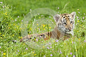 Amur (Siberian) tiger kitten laying in yellow and green flowers