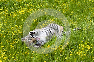 Amur (Siberian) tiger kitten playing in yellow and green flowers