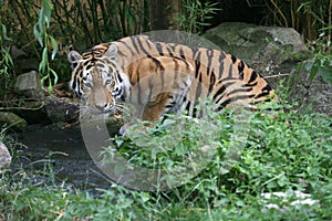 Amurtiger photo