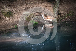 Amusement park in Szymbark