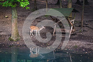 Amusement park in Szymbark