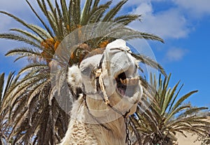 Amusing camel