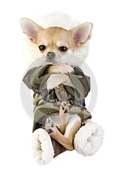 Amusing Chihuahua puppy dressed in khaki jumpsuit photo