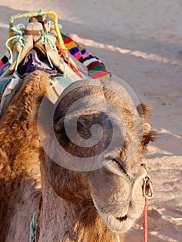 Amusing close up of camel`s face in the Sahara desert